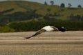 Southern black-backed gull - Larus dominicanus - karoro in maori, also known as Kelp Gull or Dominican or Cape Gull, breeds on