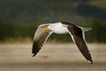 Southern black-backed gull - Larus dominicanus - karoro in maori, also known as Kelp Gull or Dominican or Cape Gull, breeds on