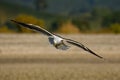 Southern black-backed gull - Larus dominicanus - karoro in maori, also known as Kelp Gull or Dominican or Cape Gull, breeds on