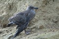 Southern black backed gull.