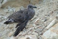 Southern black backed gull.