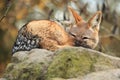 Southern black-backed jackal