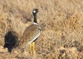 Southern Black Bustard