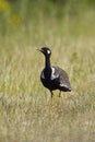 Southern Black Korhaan