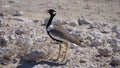 Southern black korhaan in Etosha National Park Royalty Free Stock Photo
