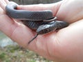 Southern Black Racer - Coluber Constrictor Priapus Royalty Free Stock Photo