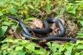 Southern black racer snake Coluber constrictor priapus lying on a bush - Rainbow Springs State Park, Dunnellon, Florida, USA Royalty Free Stock Photo