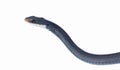 Southern black racer snake - Coluber constrictor priapus - is one of the more common species of snake in the Southeastern United Royalty Free Stock Photo