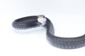 Southern black racer snake - Coluber constrictor priapus - is one of the more common species of snake in the Southeastern United Royalty Free Stock Photo