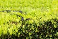 Southern black racer snake Coluber constrictor priapus perches on a bush Royalty Free Stock Photo