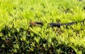 Southern black racer snake Coluber constrictor priapus perches on a bush Royalty Free Stock Photo