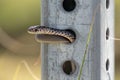 A juvenile Southern Black Racer Snake at Jonathan Dickinson State Park, Florida
