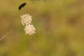 Southern Black Widow Spider Eggs