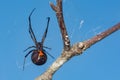 Southern Black Widow Spider - Latrodectus mactans Royalty Free Stock Photo