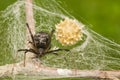 Southern Black Widow Spider - Latrodectus mactans Royalty Free Stock Photo