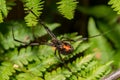 Southern Black Widow Spider - Latrodectus mactans