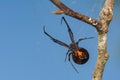 Southern Black Widow Spider - Latrodectus mactans Royalty Free Stock Photo