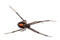 Southern Black Widow Spider - Latrodectus mactans Royalty Free Stock Photo