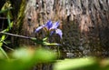 Southern Blue Flag Iris flower and cypress stump in Okefenokee Swamp National Wildlife Refuge, Georgia USA Royalty Free Stock Photo