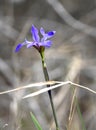 Southern Blue Flag Iris in the Okefenokee Swamp on Chase Prairie, Georgia Royalty Free Stock Photo