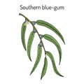 Southern blue-gum Eucalyptus globulus , or Tasmanian bluegum, medicinal plant Royalty Free Stock Photo