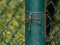 Southern or Blue Hawker (Aeshna Cyanea) Dragonfly Royalty Free Stock Photo