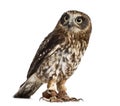 Southern boobook (Ninox boobook)with jesses Royalty Free Stock Photo