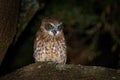 Southern Boobook - Ninox boobook small owl from Australia in the night Royalty Free Stock Photo