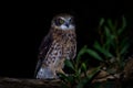 Southern Boobook - Ninox boobook small owl from Australia in the night