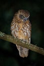 Southern Boobook - Ninox boobook small owl from Australia in the night Royalty Free Stock Photo