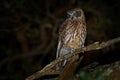 Southern Boobook - Ninox boobook small owl from Australia in the night Royalty Free Stock Photo