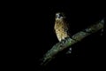 Southern Boobook - Ninox boobook small owl from Australia in the night Royalty Free Stock Photo