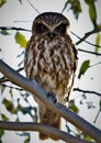 Southern Boobook owl Australian native bird Royalty Free Stock Photo