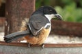 Southern boubou