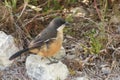 Southern boubou