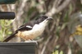 Southern boubou - Laniarius ferrugineus