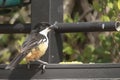 Southern boubou - Laniarius ferrugineus