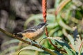 Southern Boubou