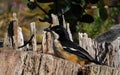 Southern boubou hunting from a dry log