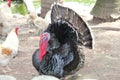 Turkey on the farm Royalty Free Stock Photo