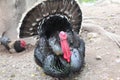 Turkey on the farm Royalty Free Stock Photo