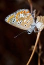 Southern Brown Argus Royalty Free Stock Photo