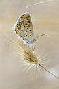 Southern Brown Argus Royalty Free Stock Photo