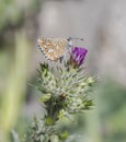 Southern brown argus, Aricia cramera Royalty Free Stock Photo