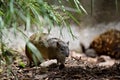 the southern brown bandicoot is looking for food