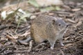 The Southern brown bandicoot is a small marsupial