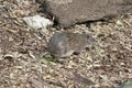 The southern brown bandicoot is a small marsupial