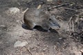 this is a side view of Southern brown bandicoots