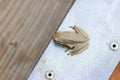 Southern brown tree frog on a boat deck close up view Royalty Free Stock Photo