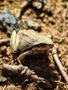 Southern Brown Tree Frog (Litoria ewingi)